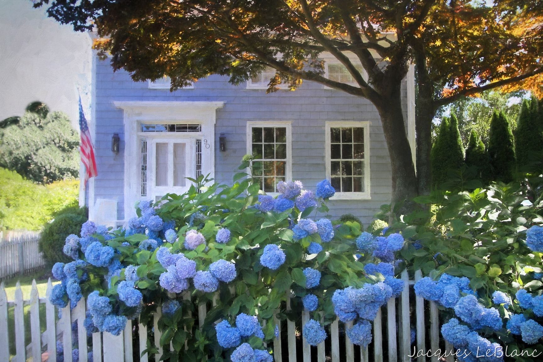 Blue Hydrandea's hug the picket fence in front of this charming small home in the historic district of Sag Harbor in New York.